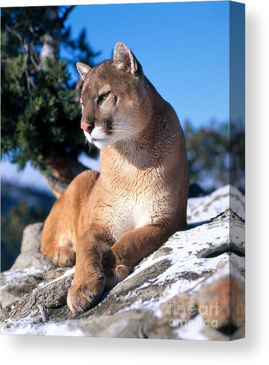 Animal Canvas Print featuring the photograph Mountain Lion #7 by Hans Reinhard