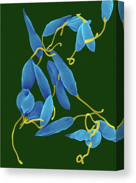 21253g Canvas Print featuring the photograph Parasitic Protozoan Promastigote #7 by Dennis Kunkel Microscopy/science Photo Library