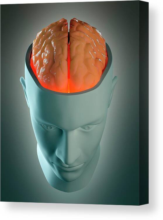 Anatomy Canvas Print featuring the photograph Human Brain #9 by Andrzej Wojcicki/science Photo Library