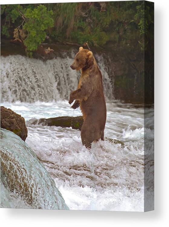 Brown Bear Canvas Print featuring the photograph A Better Look by Bill Singleton