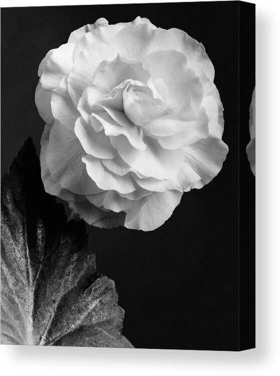Flowers Canvas Print featuring the photograph A Camellia Flower by J. Horace McFarland