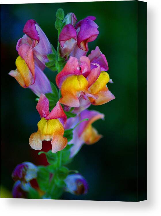 Flower Canvas Print featuring the photograph A Rainbow Flower by Ben Upham III