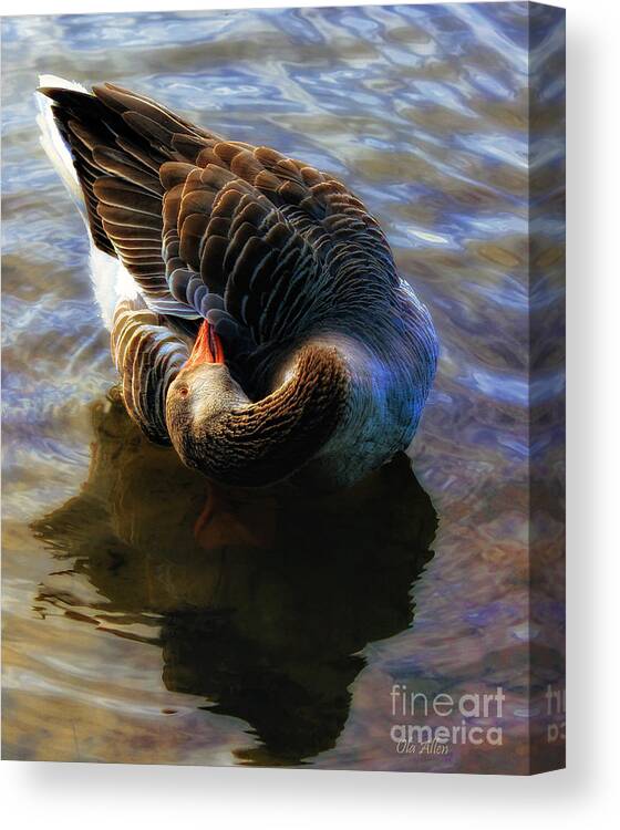 Greylag Goose Canvas Print featuring the photograph A Real Head Turner by Ola Allen