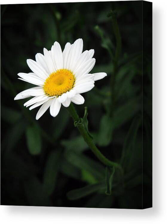 Flower Canvas Print featuring the photograph A Simple Act of Kindness by Lena Wilhite