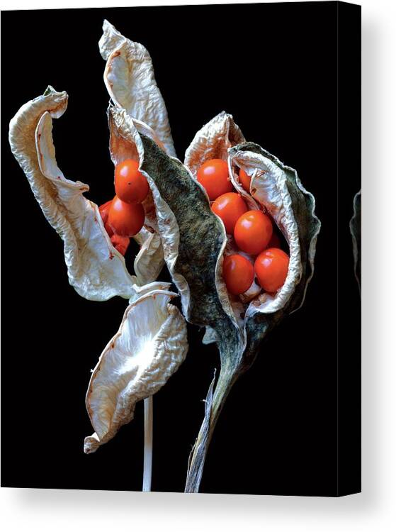 Flowers Canvas Print featuring the photograph A Stinking Iris Pod by Christopher Beane