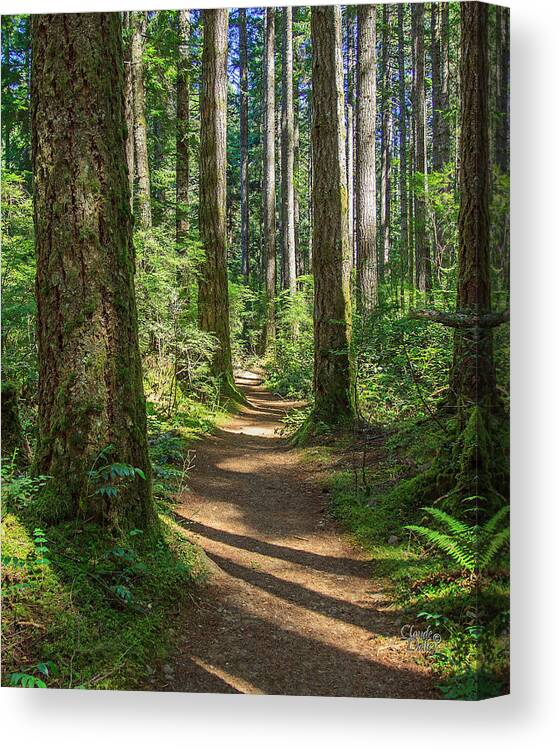 Landscapes Canvas Print featuring the photograph A Walk In The Woods by Claude Dalley