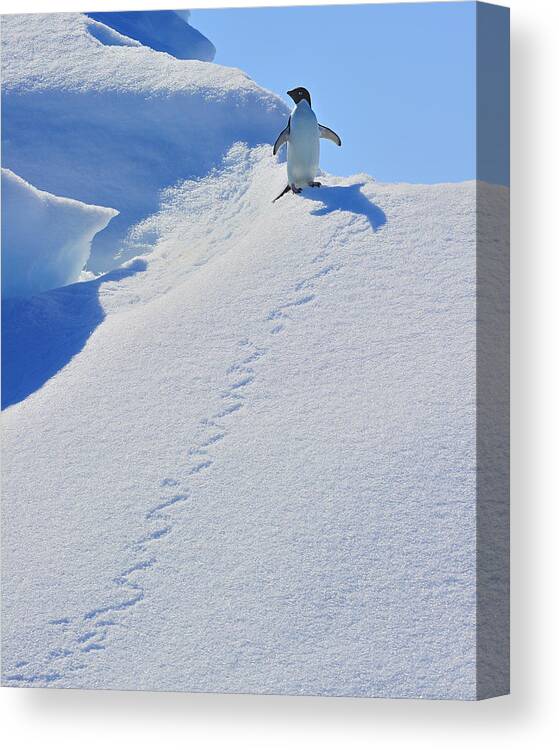 Adelie Penguin Canvas Print featuring the photograph Adelie Penguin on Bergie Bit by Tony Beck