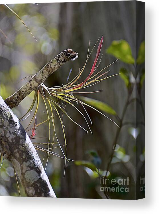 Nature Canvas Print featuring the photograph Air Plant by Carol Bradley