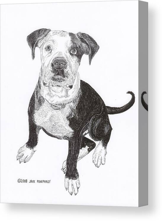 Bull Dog Puppies Canvas Print featuring the drawing American Bull Dog as a PUP by Jack Pumphrey
