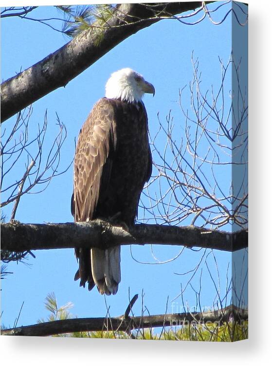 Eagle Canvas Print featuring the photograph American Eagle In The Wilderness by Susan Carella