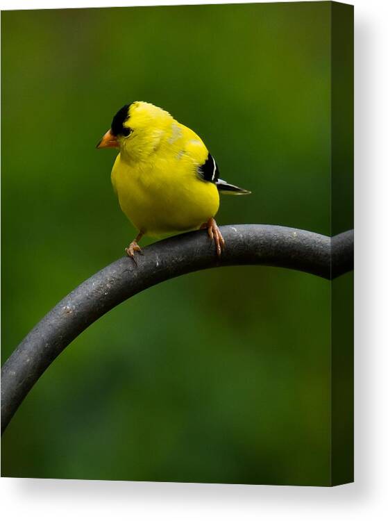 Goldfinch Canvas Print featuring the photograph American Goldfinch by Robert L Jackson