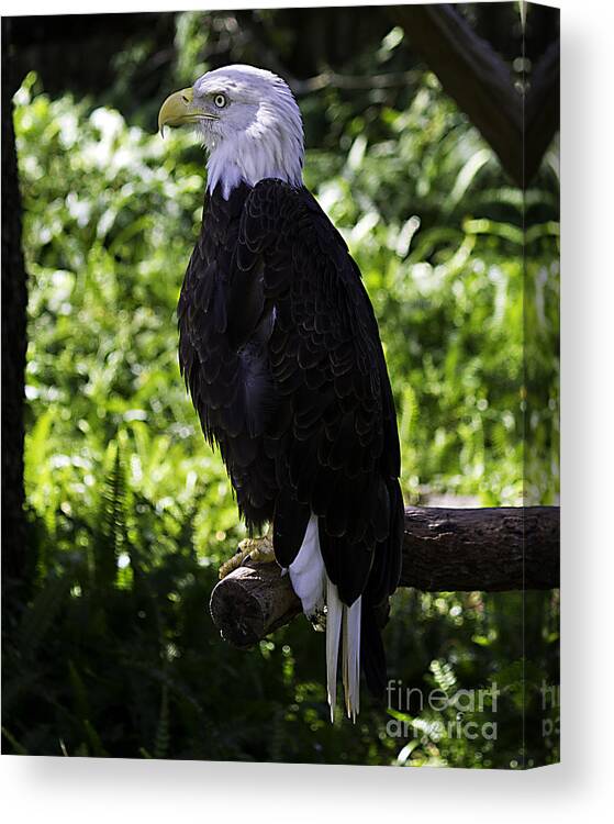 Eagle Canvas Print featuring the photograph American Symbol two by Ken Frischkorn