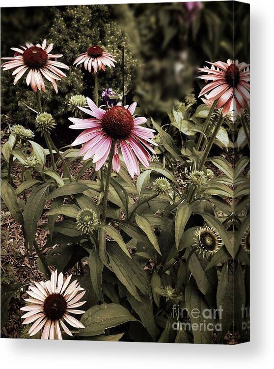 Cone Flowers Canvas Print featuring the photograph Among Friends by Frank J Casella