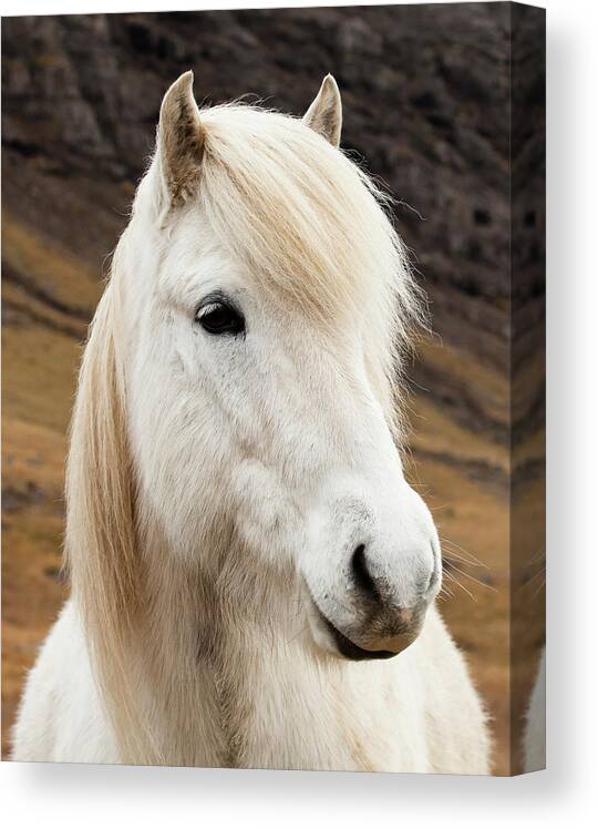 Horse Canvas Print featuring the photograph An Icelandic Horse by Ed Leckert