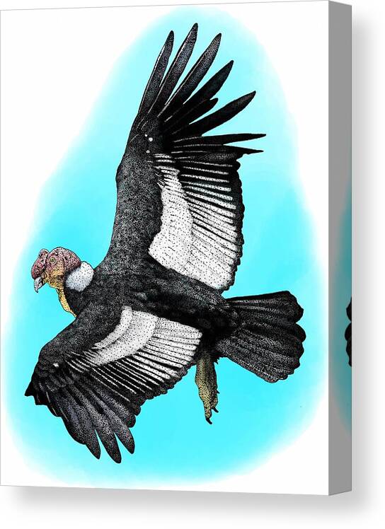 Bird Canvas Print featuring the photograph Andean Condor by Roger Hall