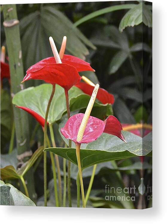 Flower Canvas Print featuring the photograph Anthurium by Carol Bradley