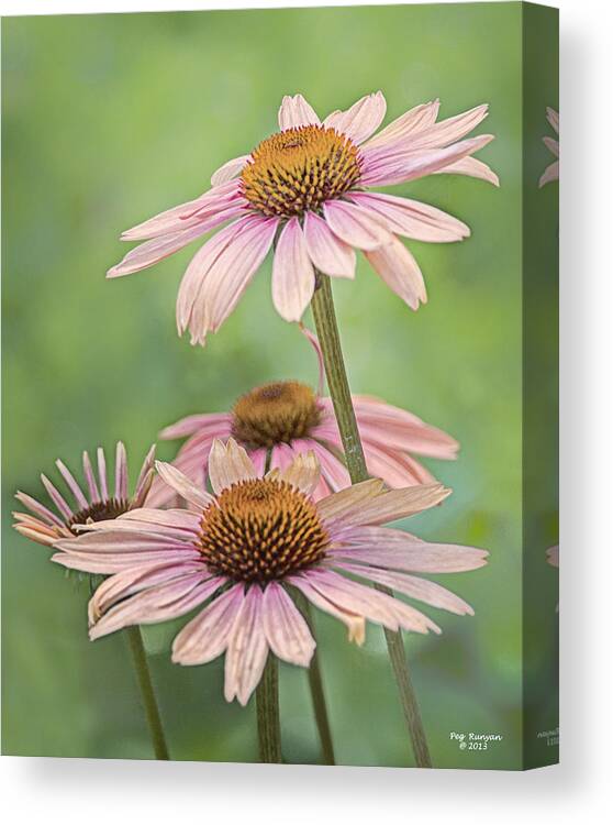 Coneflowers Canvas Print featuring the photograph August Coneflowers by Peg Runyan