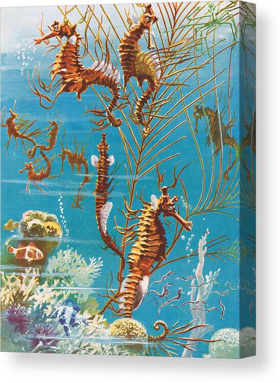 Seahorse Canvas Print featuring the painting Australian Seahorses by Leonard Robert Brightwell