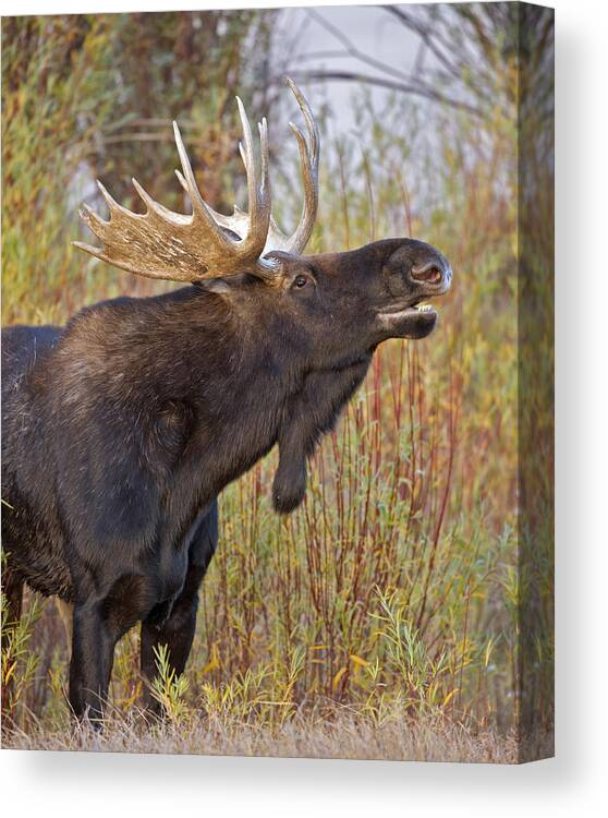 Bull Canvas Print featuring the photograph Autumn Bull Moose II by Gary Langley