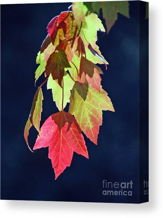 Fall Canvas Print featuring the photograph Autumn Leaves II by Chuck Flewelling