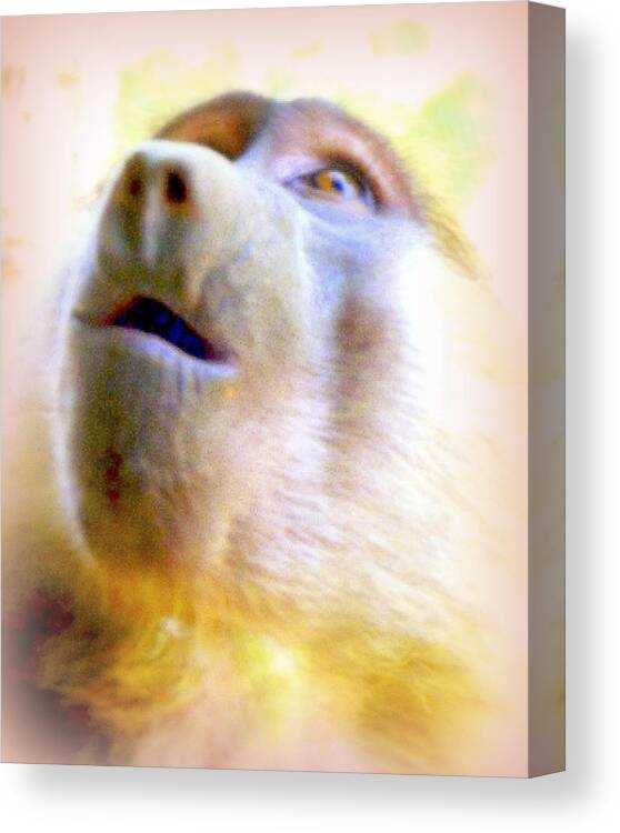 Monkey Canvas Print featuring the photograph Awe by Jodie Marie Anne Richardson Traugott     aka jm-ART