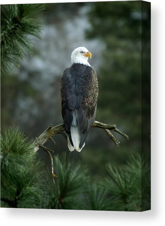Bald Eagle Canvas Print featuring the photograph Bald Eagle in Tree by Paul DeRocker