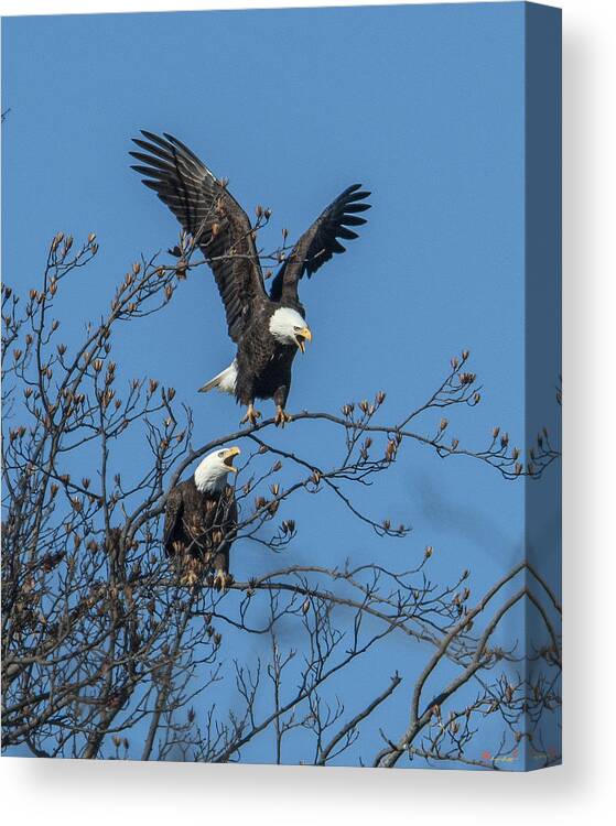 Marsh Canvas Print featuring the photograph Bald Eagles Screaming DRB169 by Gerry Gantt