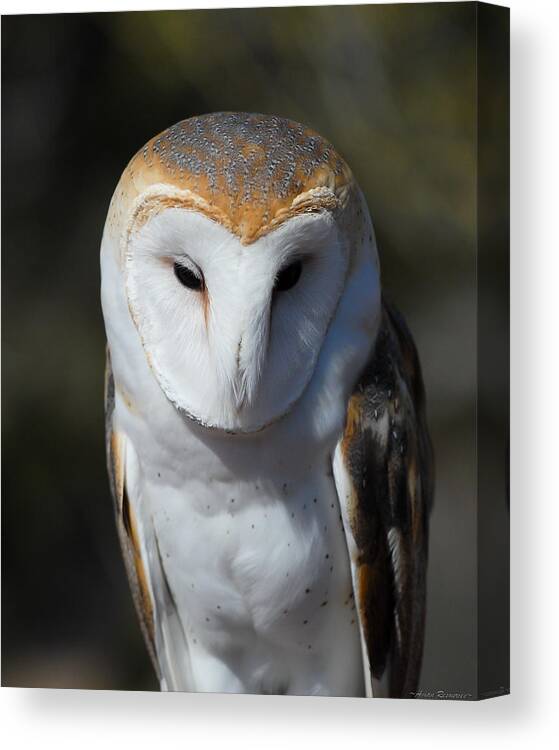 Barn Canvas Print featuring the photograph Barn Owl by Avian Resources