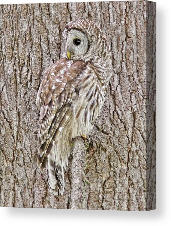 Owl Canvas Print featuring the photograph Barred Owl Camouflage by Jennie Marie Schell