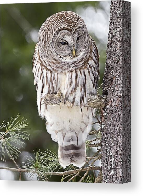 Vermont Canvas Print featuring the photograph Barred Owl by John Vose