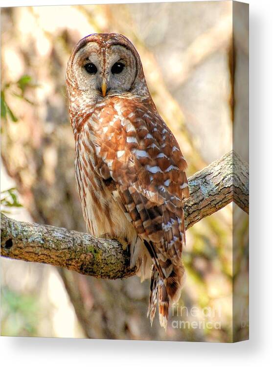 Birds Canvas Print featuring the photograph Barred Owl by Kathy Baccari
