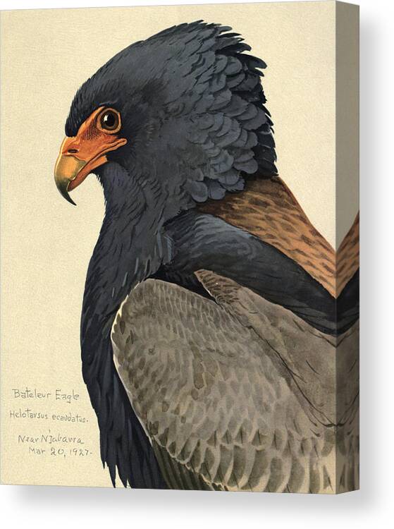 Bateleur Eagle Canvas Print featuring the painting Bateleur Eagle by Dreyer Wildlife Print Collections 