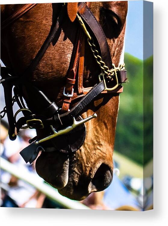 Steeplechase Canvas Print featuring the photograph Be quiet I'm trying to think by Robert L Jackson