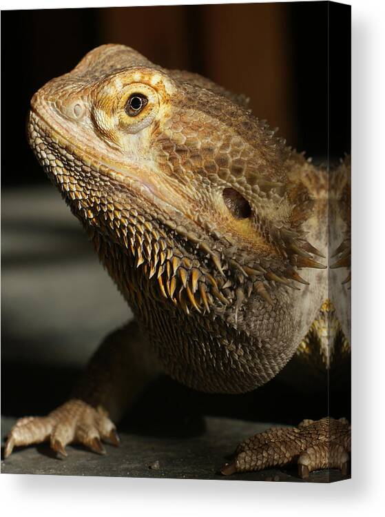Bearded Dragon Canvas Print featuring the photograph Bearded Dragon Profile by Ernest Echols