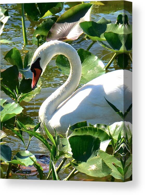 Swan Canvas Print featuring the photograph Beautiful #2 by Carol Bradley