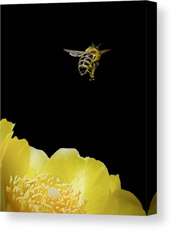 Bee Canvas Print featuring the photograph Bee Rising #2 by Len Romanick