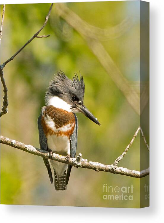 Wisconsin Canvas Print featuring the photograph Belted Kingfisher 2 by Natural Focal Point Photography