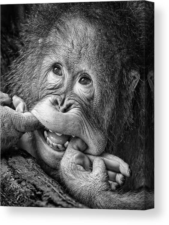 Cheeky Chimp Monkey B&W Picture CANVAS WALL ART Square Print 