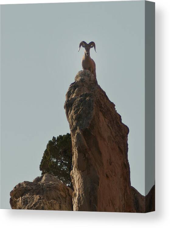 Photography Canvas Print featuring the photograph Bighorn Ram by Lee Kirchhevel