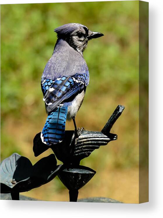 Bluejay Canvas Print featuring the photograph Bird on a bird by Robert L Jackson