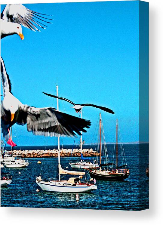 Ocean Birds Canvas Print featuring the digital art Birds In Paradise by Joseph Coulombe