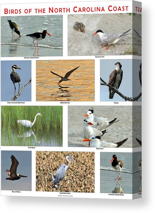  Canvas Print featuring the photograph Birds of North Carolina Coast by Dana Sohr