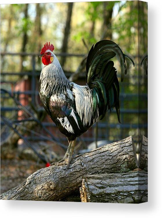 Black And White Rooster Canvas Print featuring the photograph Black and White Rooster by Michael Dougherty