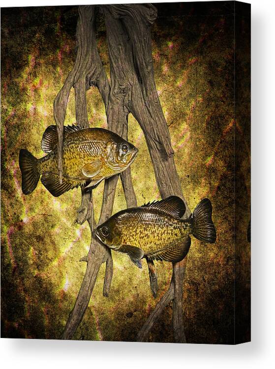 Art Canvas Print featuring the photograph Black Crappies a Fish Image No 0143 Amber version by Randall Nyhof