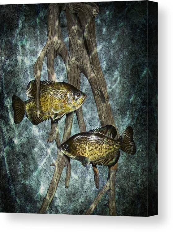 Art Canvas Print featuring the photograph Black Crappies a Fish Image No 0143 Blue version by Randall Nyhof