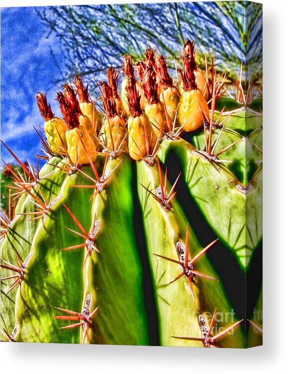 Cactus Canvas Print featuring the photograph Blooming Barrel Cactus by Diana Sainz by Diana Raquel Sainz