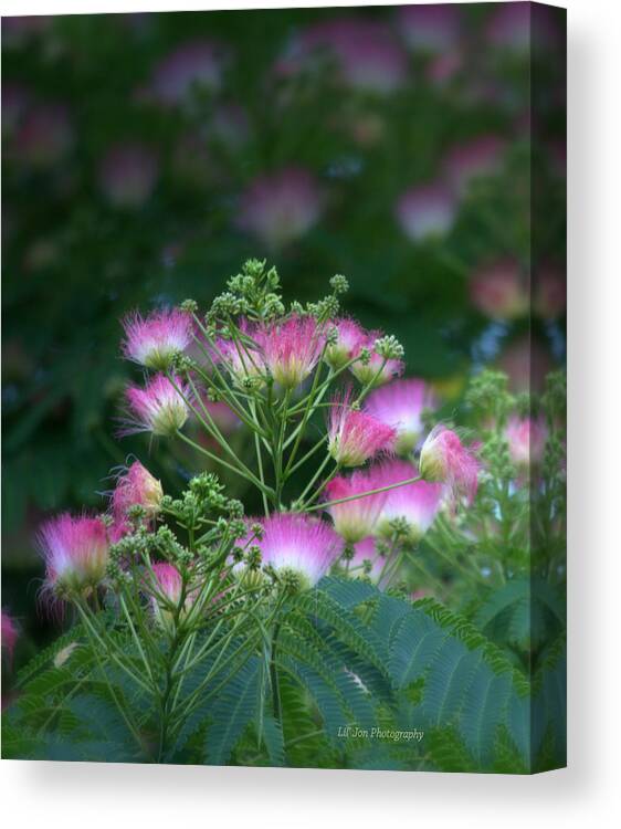 Tree Canvas Print featuring the photograph Blooms Of The Mimosa Tree by Jeanette C Landstrom