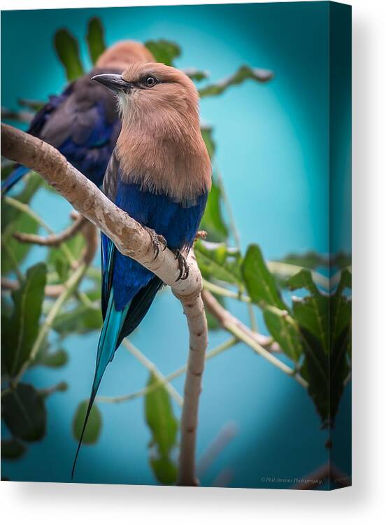 Blue Bellied Roller Bird Canvas Print featuring the photograph Blue Bellied Roller by Phil Abrams