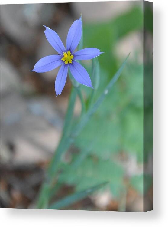 Blue Canvas Print featuring the photograph Blue Flower by Frank Madia