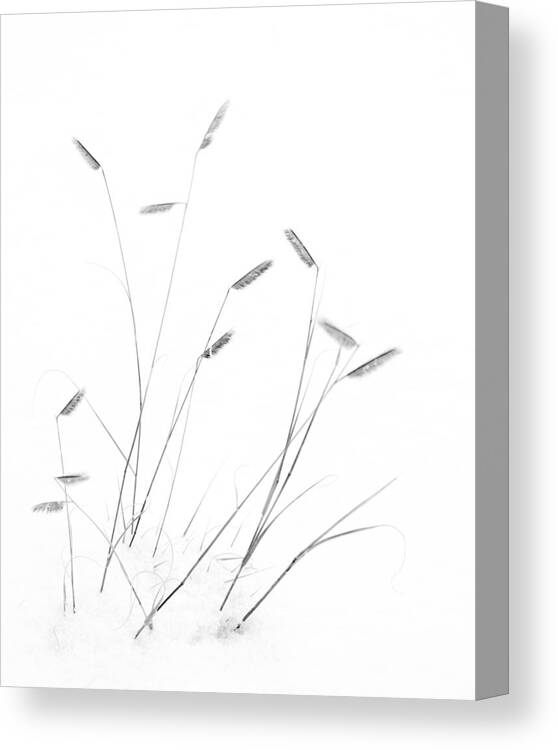 Blue Grama Canvas Print featuring the photograph Blue Grama Grass in Snow by Mary Lee Dereske
